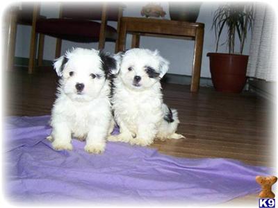 MALTE-TZU puppies Maltese/Shih tzu