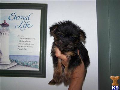 YORKIES and one MORKIE for Sale