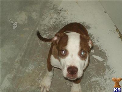 2 pups for sale 