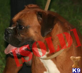 AKC Breeding Females or Pets