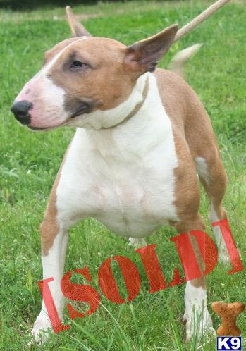 AKC Adult Females Pets or Breeders
