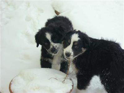 Aussie pups for sale