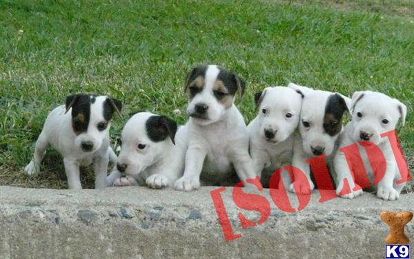  Jack Russell  Litter, JRTCA Reg.