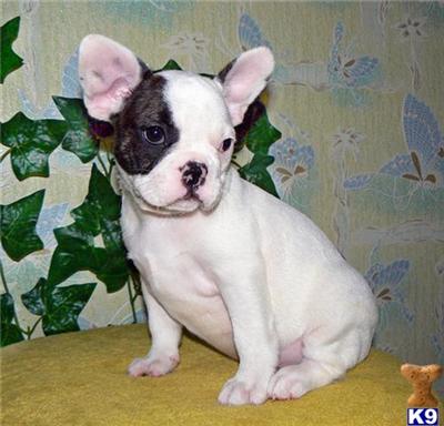 Beautiful Brindle pied girl
