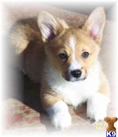 Pembroke Welsh Corgi pups