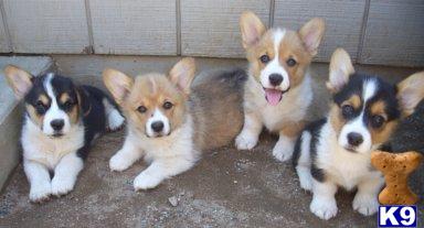 Pembroke Welsh Corgi pups AKC reg. $650