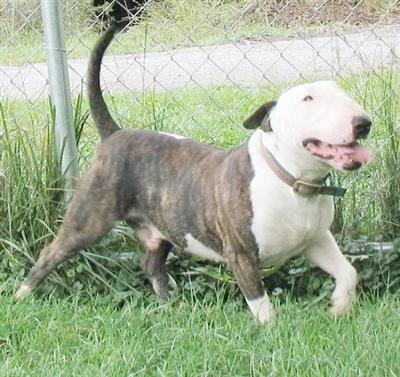 FaTsO Bullicor Kamaleon 