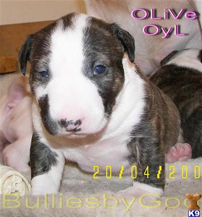 OLiVe Pronouned BULL HEAD  BODY