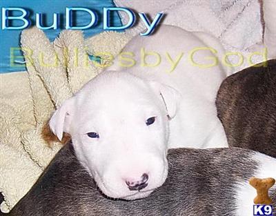 BuDDy White Male