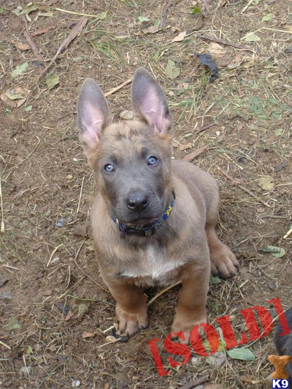 Police Dutch Shepherds Sale Police Dutch Shepherds Sale