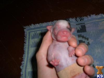 Hairless  Powderpuff