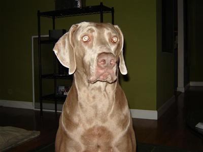 Jinx the great  Weimaraner