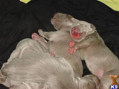 SOLDWEIMARANER PUPPIES - 