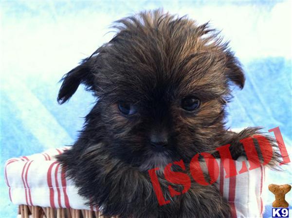 Buster - Male Teacup Shorkie