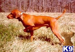 Hodags Hunter