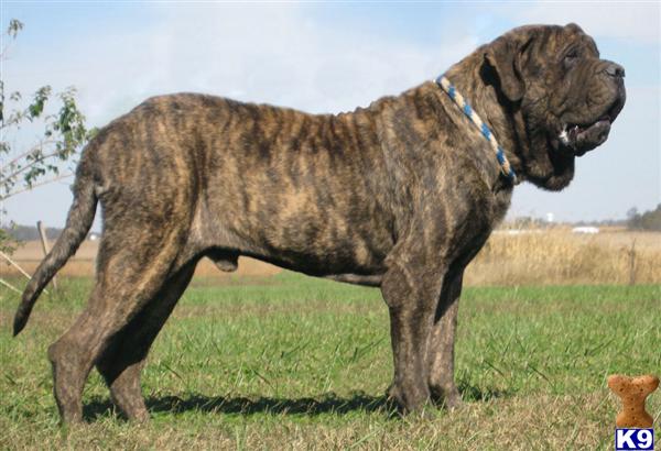 HUGE Gorgeous AKC CHAMPION Brindle English Mastiff Puppy. A Mastiff ...