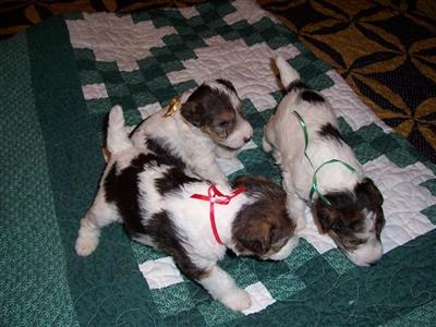 CKC Wire Hair Fox Terriers