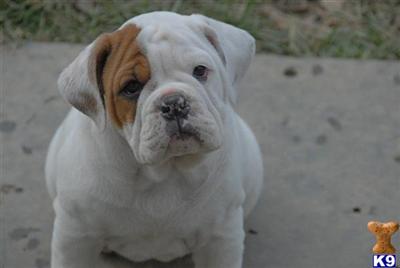  OEB pups available