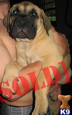 presa canario puppies for sale in ga big presa canario puppies 381321 presa canario puppies for sale in ga big presa canario puppies 381321