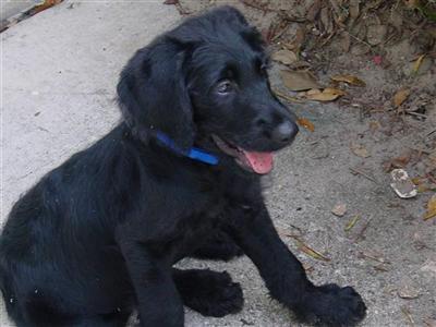 F1 English Labradoodle Puppy 