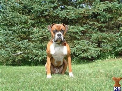 AKC Boxer Pups