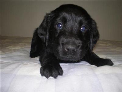 Labradoodle Puppies
