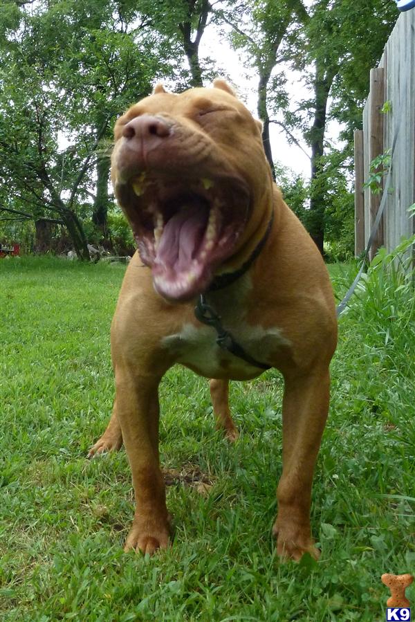 WORLD CLASS RED NOSE AMERICAN PITBULL TERRIERS - PR UKC PEDIGREES FULL OF CHAMPIONS. 