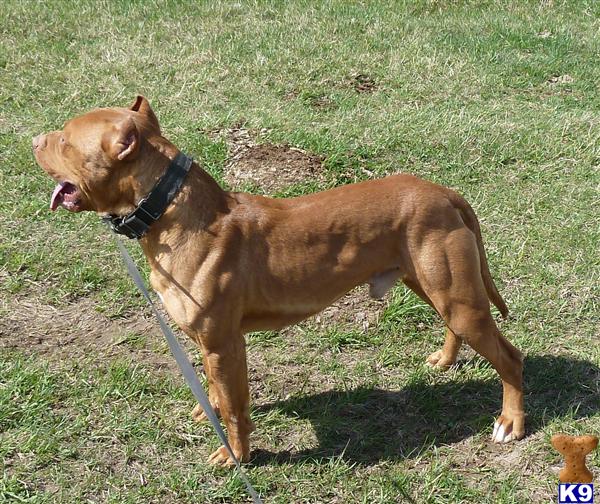 World Class Old Family Red Nose American Pit Bull Terriers.             SHIPPING AVAILABLE