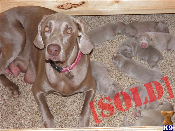AKC Weimaraner Puppies
