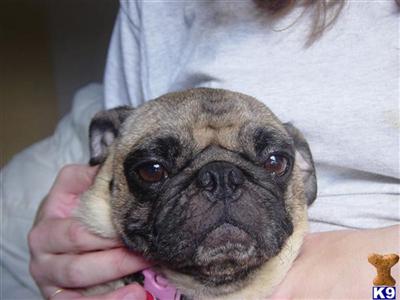 Beautiful Pug Puppies
