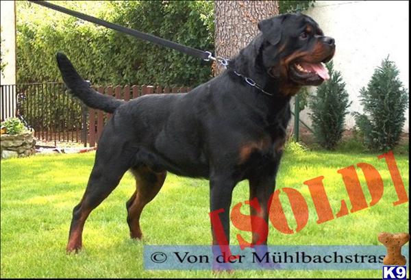 rottweiler for sale indianapolis document moved rottweiler for sale indianapolis document moved