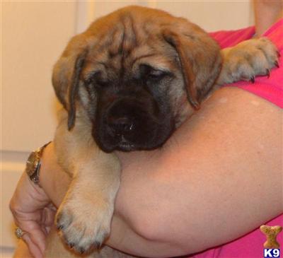 AKC English Mastiff Puppies