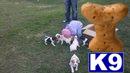 AKC BRITTANY SPANIEL PUPS