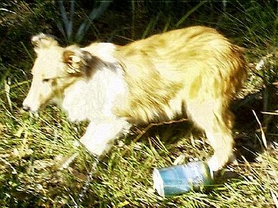 LITTER OF EIGHT  Multi-CH pedigree Bi-Colors-2 girls left
