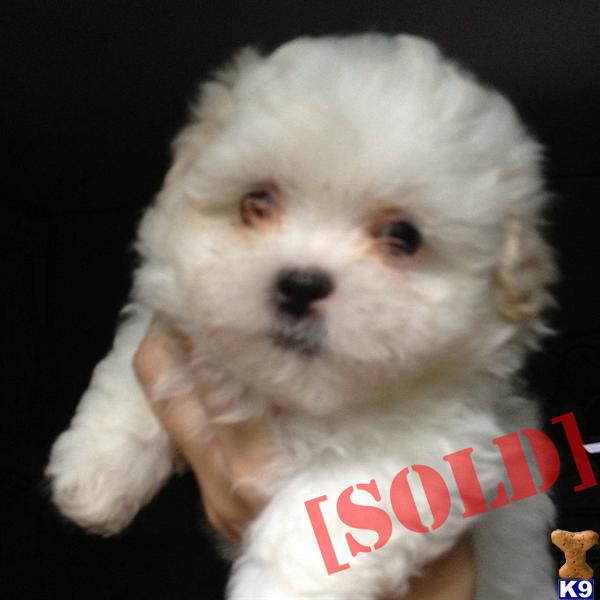 shih tzu for sale in ct document moved shih tzu for sale in ct document moved