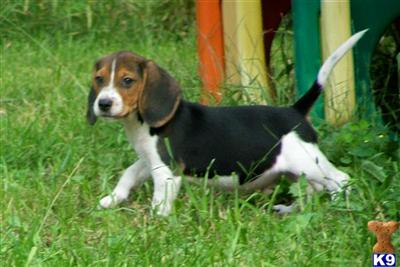ACA registered Beagle pups