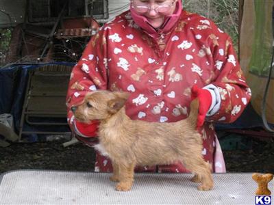 2 Female Norwich Puppies