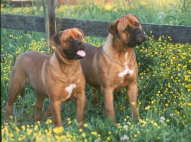 CHAMPION PUPPIES