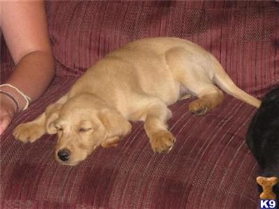 CKC registered Labradoodle puppies 