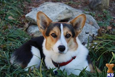 corgi puppies are here