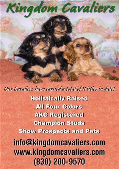 Beautiful Champ sired whole colors - AKC
