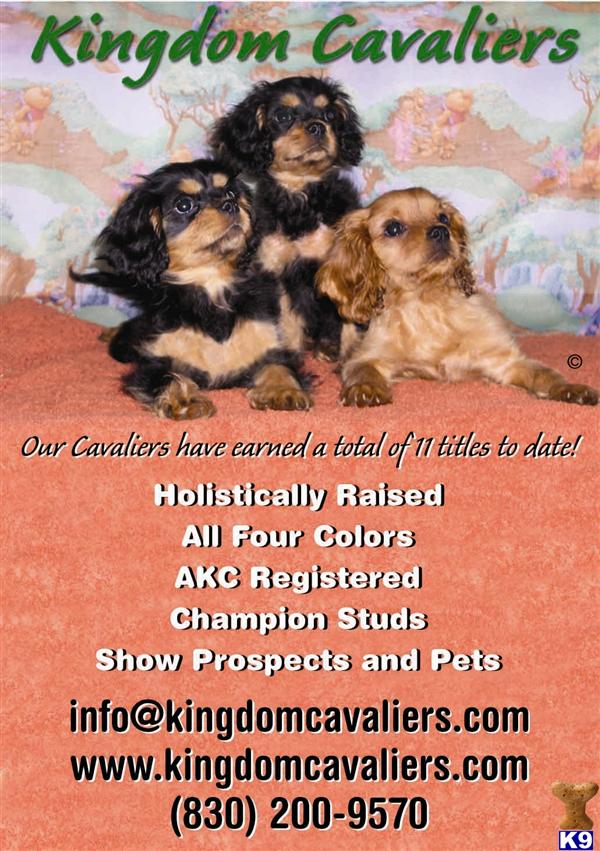 Beautiful Champ sired whole colors - AKC