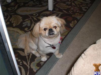 Rosko