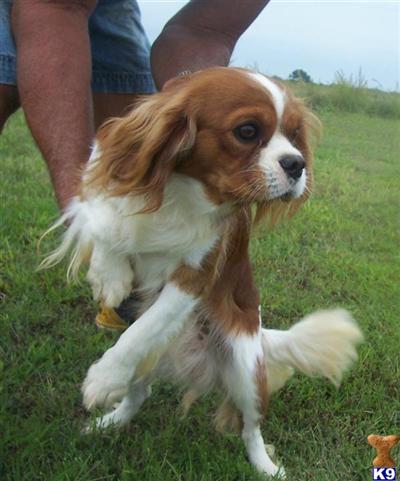 AKC KC CAVALIER ROCKIE