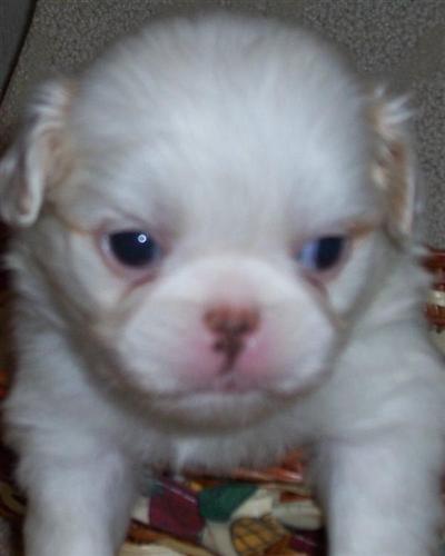 JAPANESE CHIN YELLOW AND WHITE