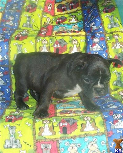 FRENCH BULL DOG BRINDLE BUSTER