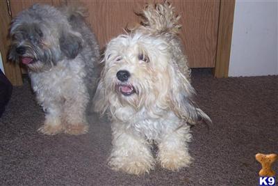 HAVANESE ADULT FEMALES
