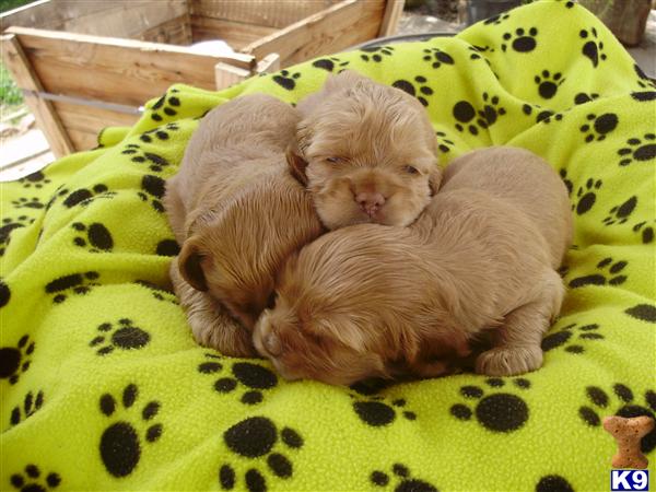 Puppies for Sale 