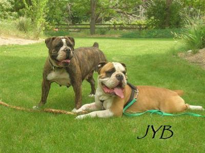 Junkyard Bulldogs of Idaho