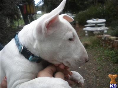 Bull Terrier female